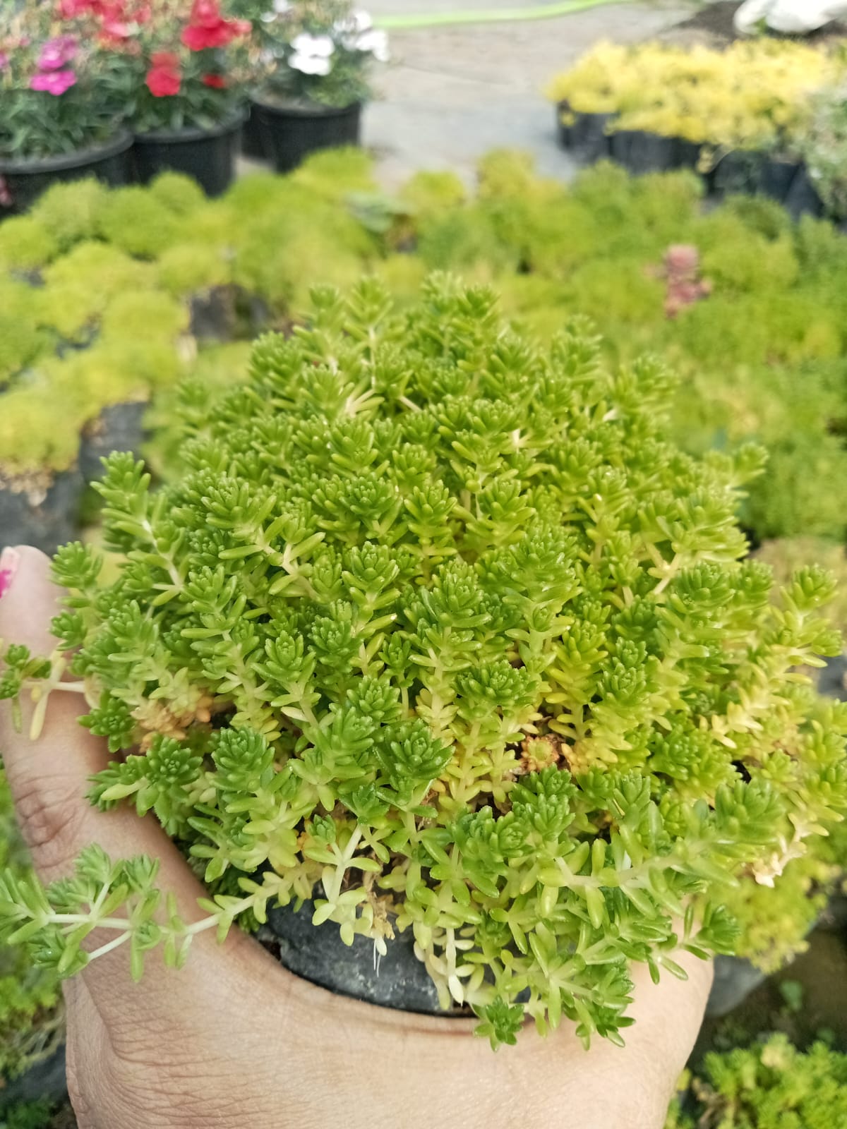 succulent grass plant Sedum Grass (Bare Rooted) – Kumaun Plants