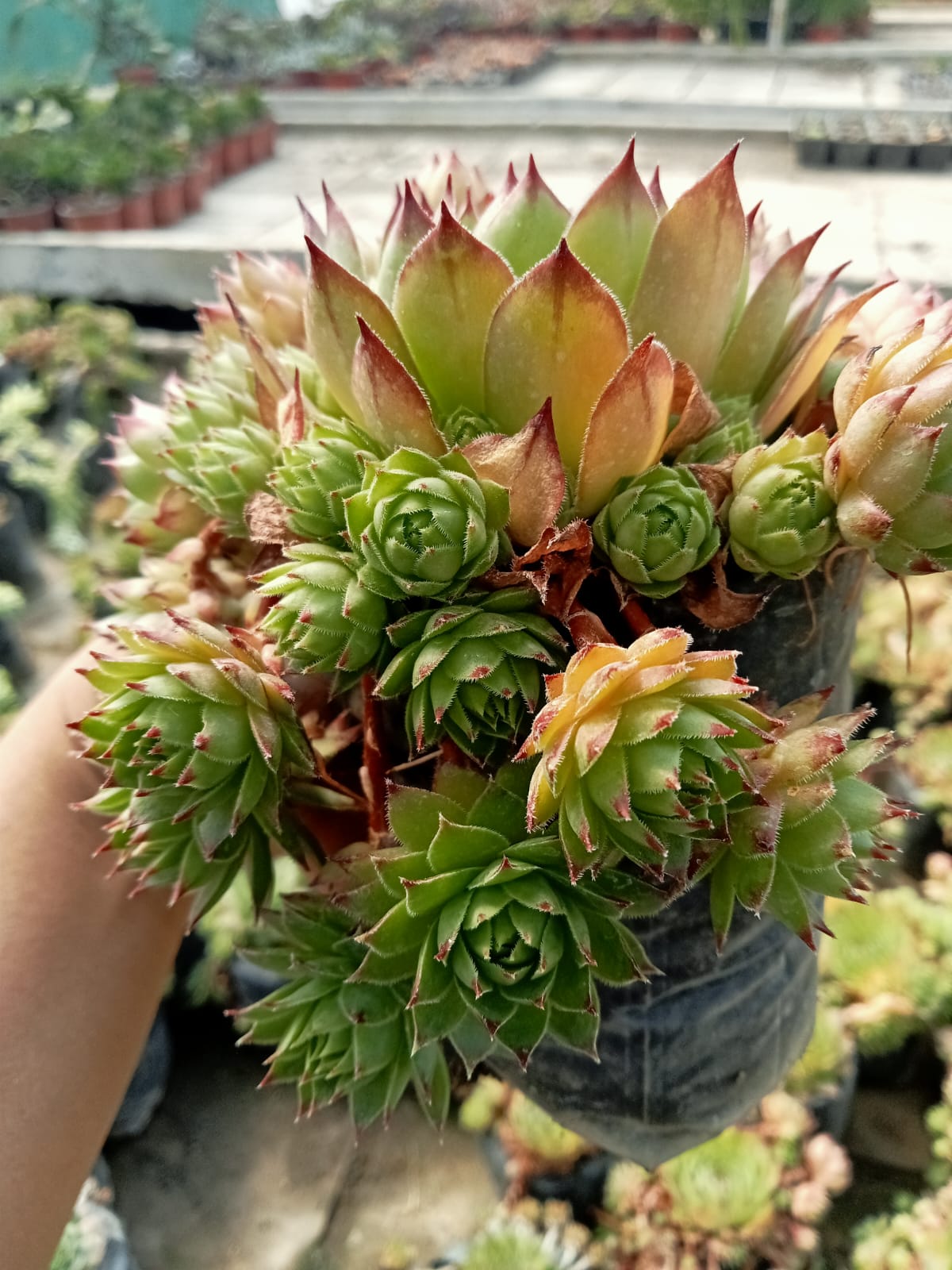 Laxmi Kamal with Pups (Bare Rooted)