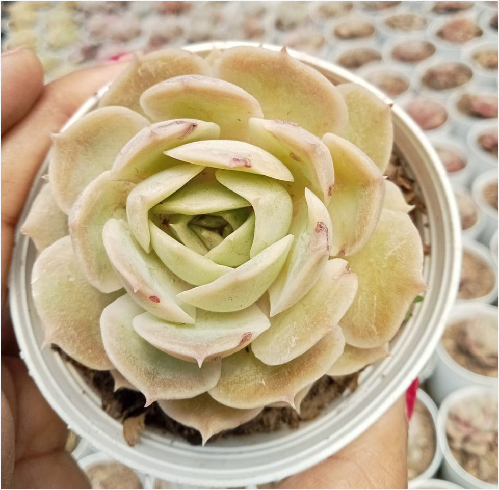yellow leaves on succulent Echeveria Yellow (Bare Rooted) – Kumaun Plants