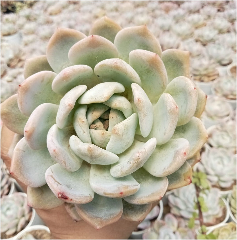 Echeveria 2 (Bare Rooted)