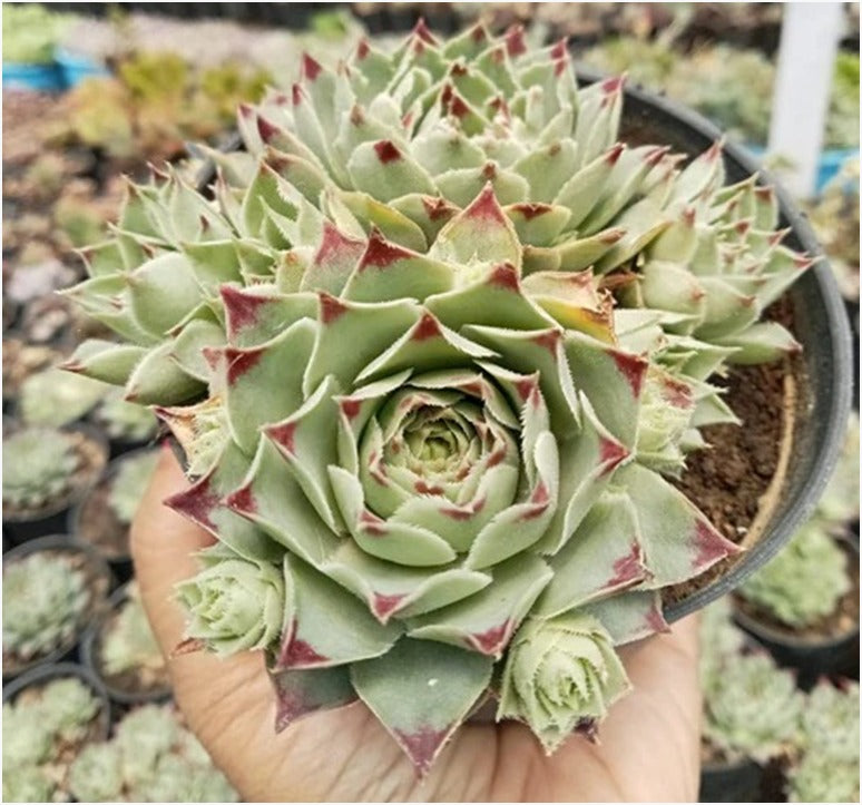 Sempervivum Tectorum With Pubs (Bare Rooted)