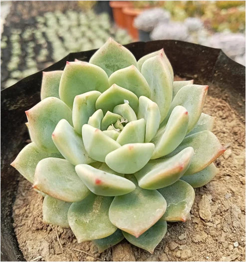 succulent that looks like a lotus flower Echeveria Lotus 2 (With Soil, Plant & Pot) – Kumaun Plants