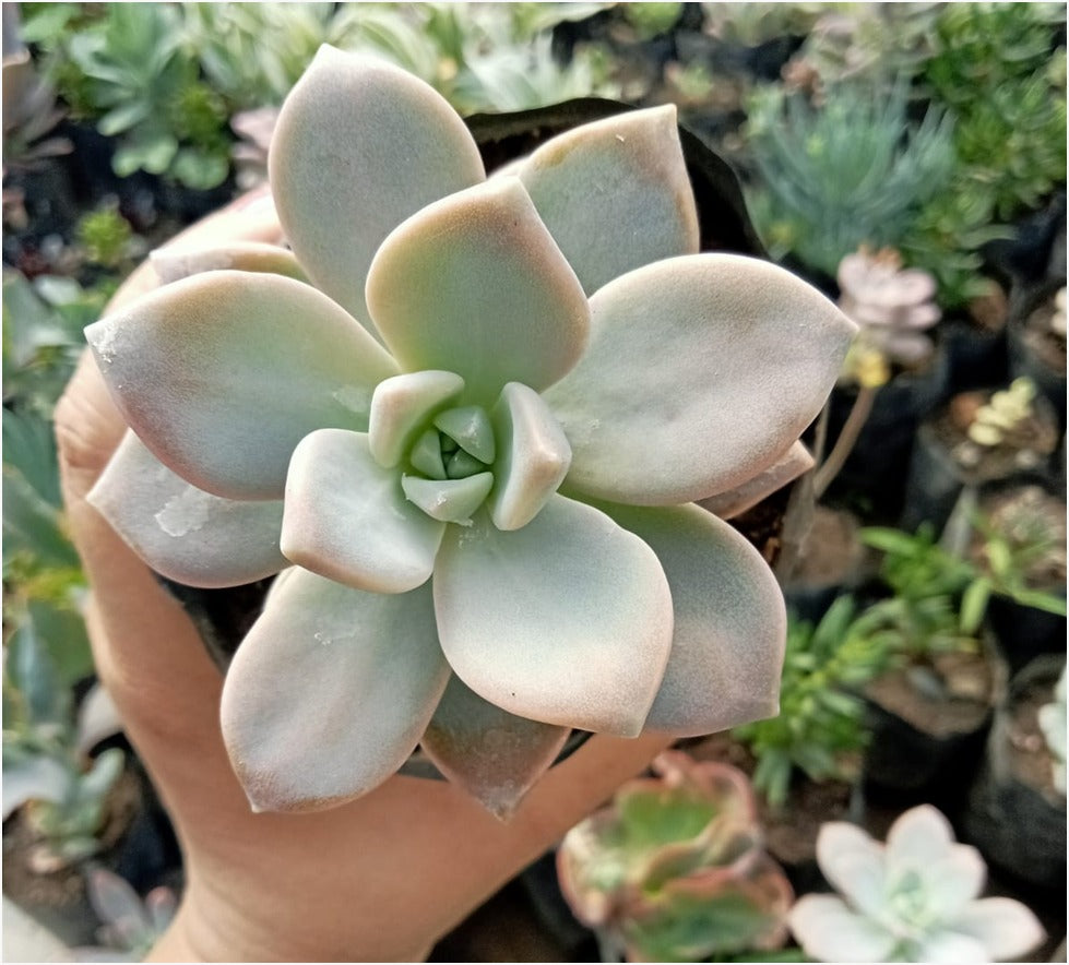 ghost flower succulent Ghost Plant (Bare Rooted) – Kumaun Plants