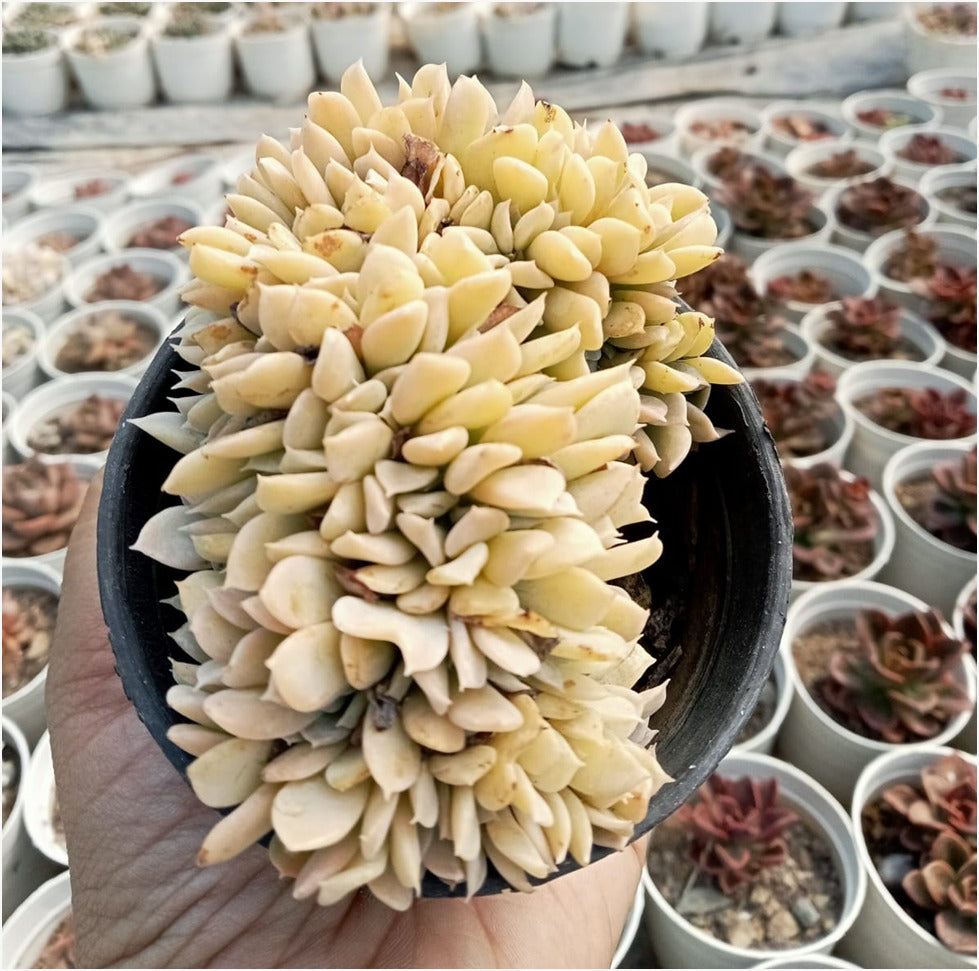 Echeveria Crested (Bare Rooted)