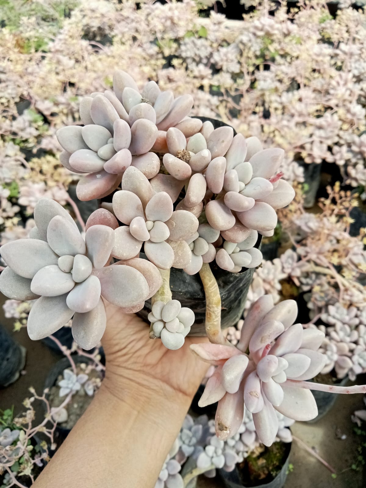 korean moonstone succulent Pink Moonstone KP (Bare Rooted) – Kumaun Plants