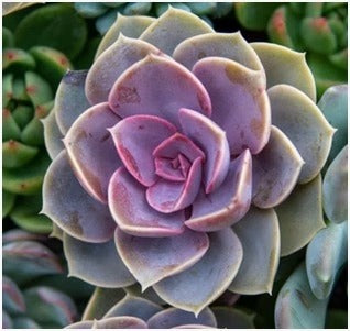 Echeveria OnSlow (With Soil, Plant & Pot)