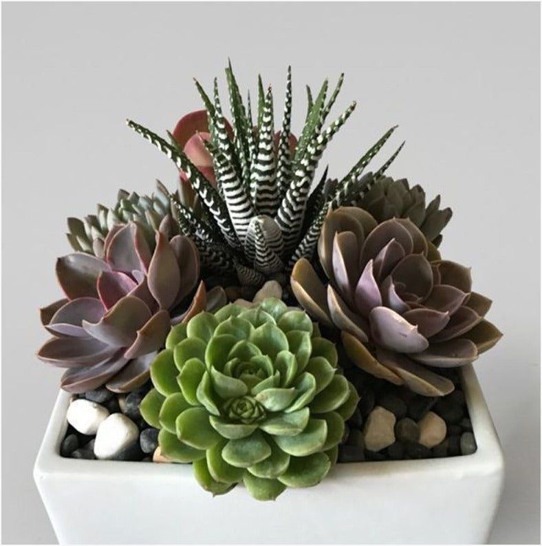 Combo (Bare Rooted) N