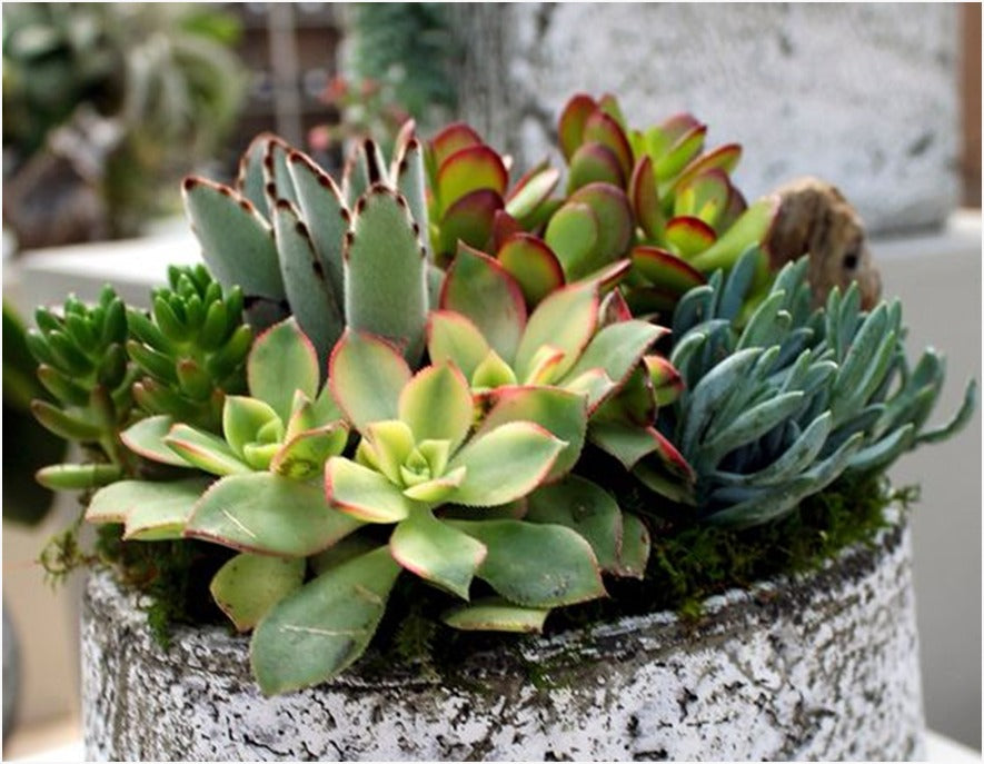 Combo (Bare Rooted) T