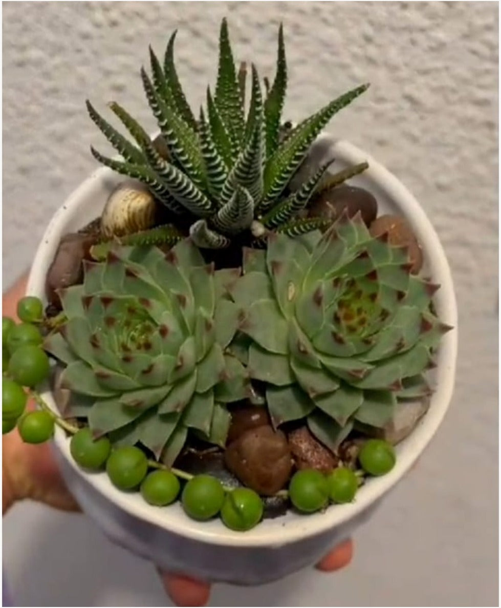 Combo (Bare Rooted) U