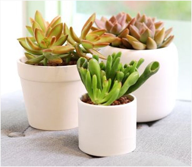 Combo (Bare Rooted) V