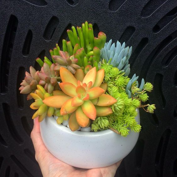 Combo (Bare Rooted) Y