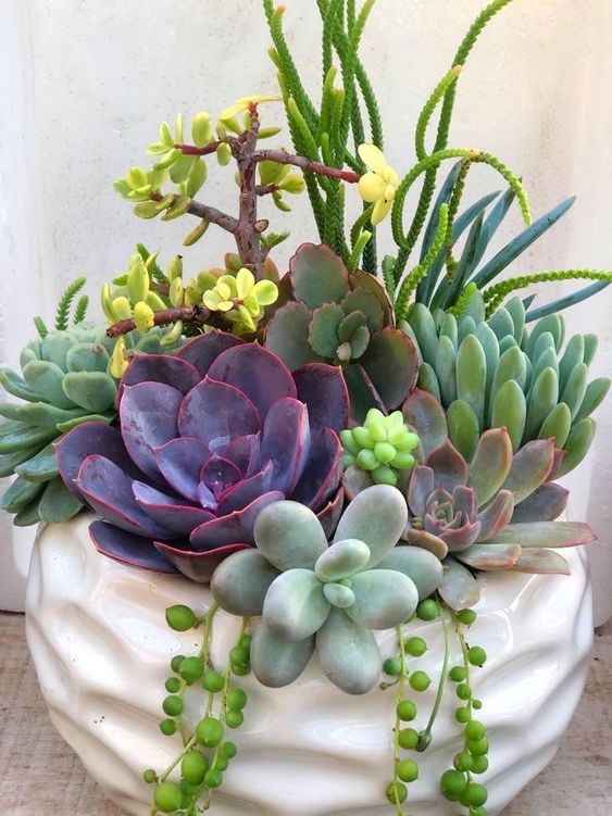 Combo (Bare Rooted) X