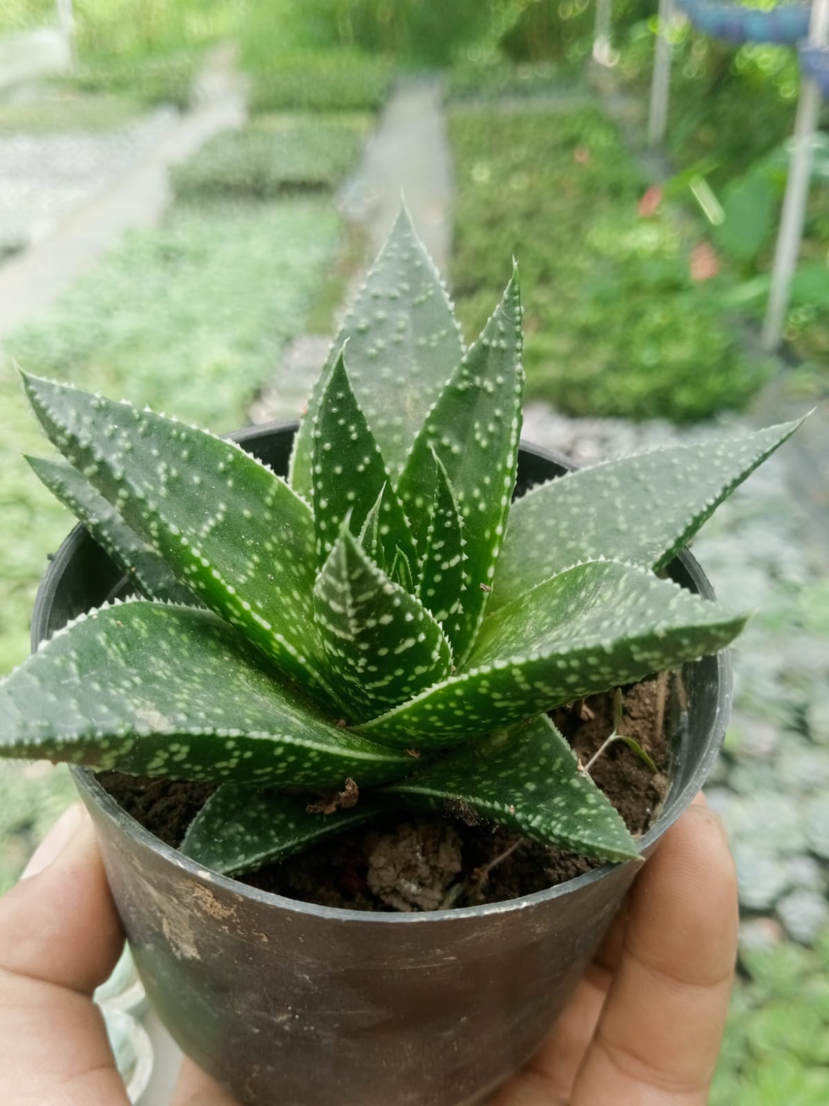 Aloe 2 (Bare Rooted)