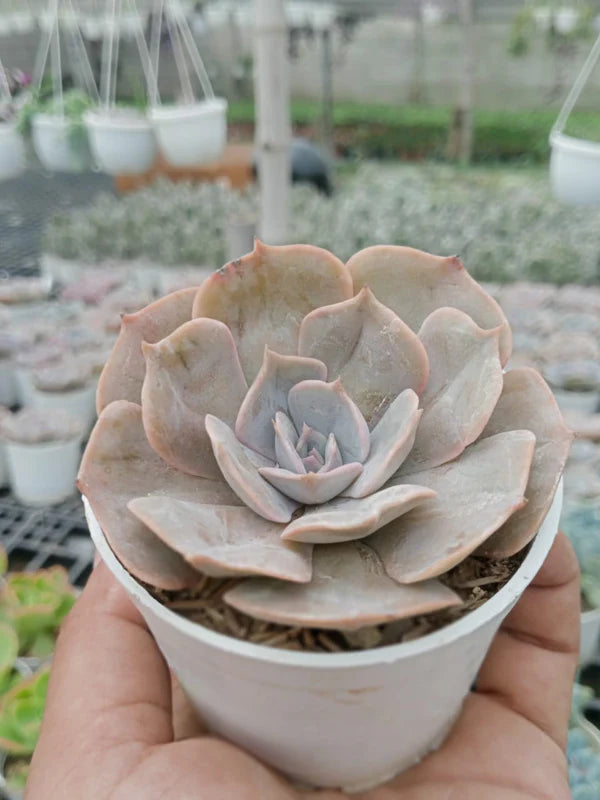 pollux succulent Echeveria Pollux (With Soil, Plant & Pot) – Kumaun Plants