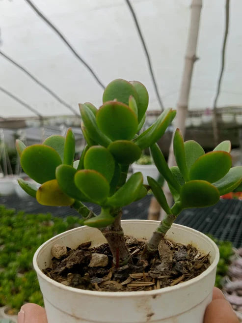 mini jade plants Mini Jade 2 (With Soil, Plant & Pot) – Kumaun Plants