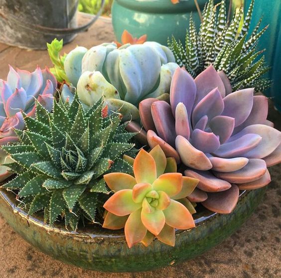 Combo (Bare Rooted) a