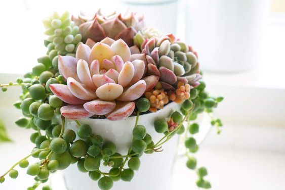 Combo (Bare Rooted) c