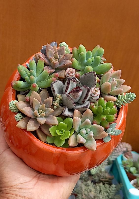 Combo (Bare Rooted) d