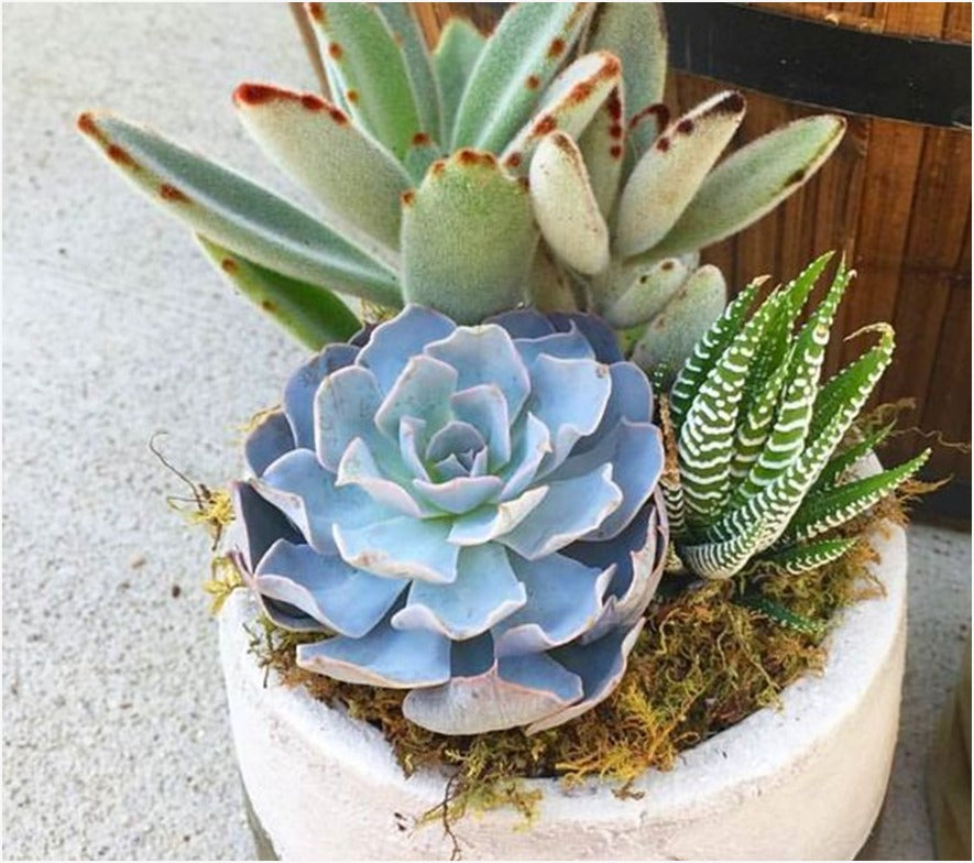 Combo (Bare Rooted) m