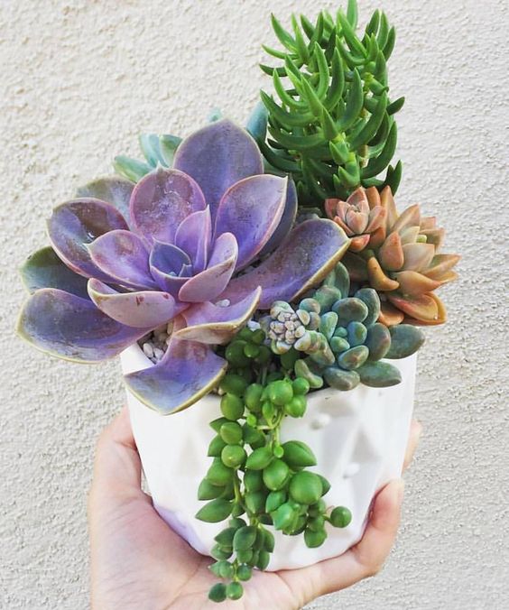 Combo (Bare Rooted) n