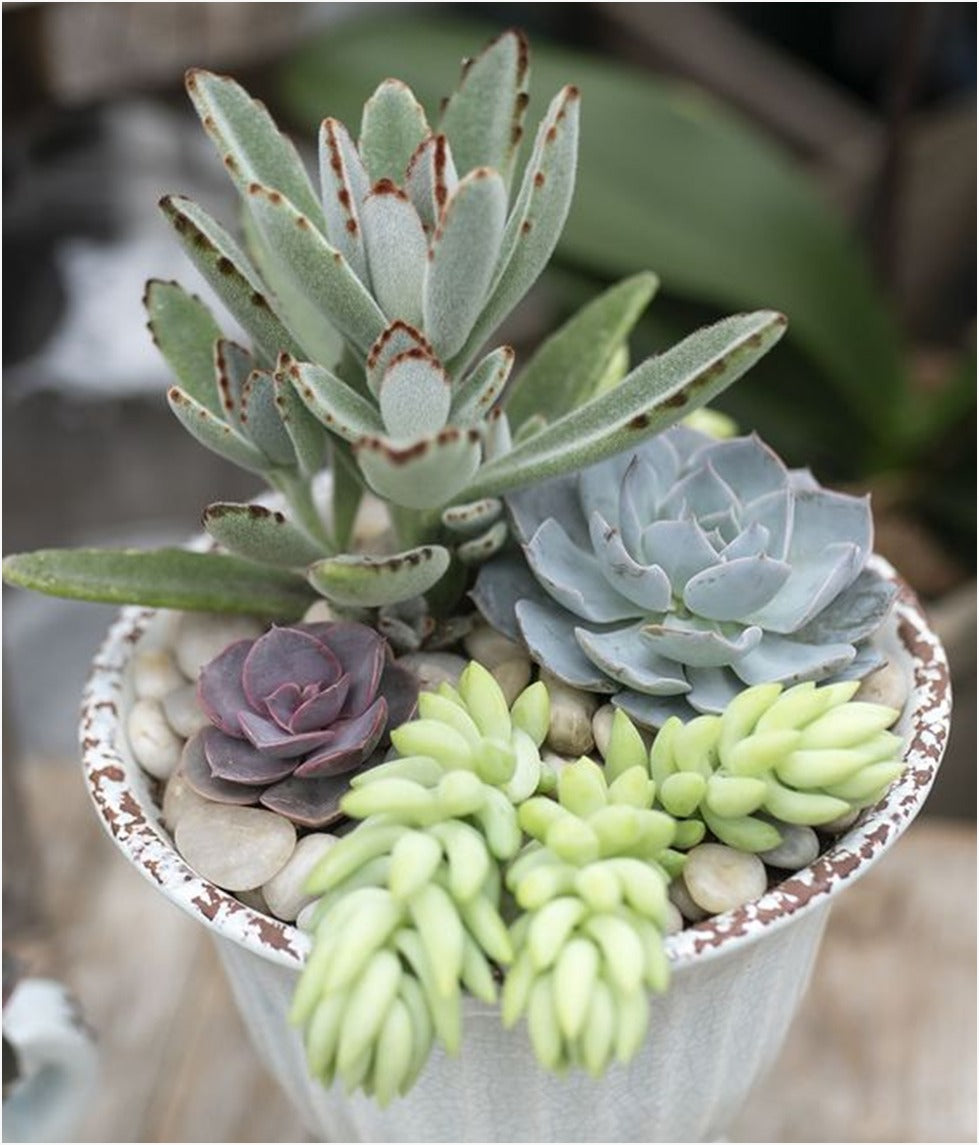 Combo (Bare Rooted) o