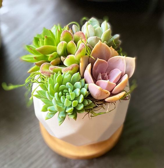 Combo (Bare Rooted) p