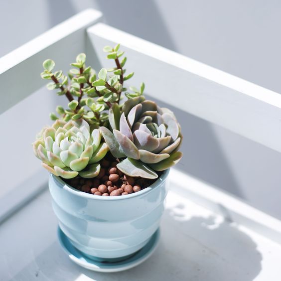 Combo (Bare Rooted) q