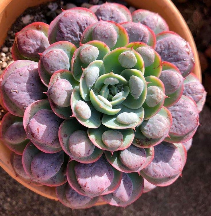 Echeveria Rain Drops (Bare Rooted)