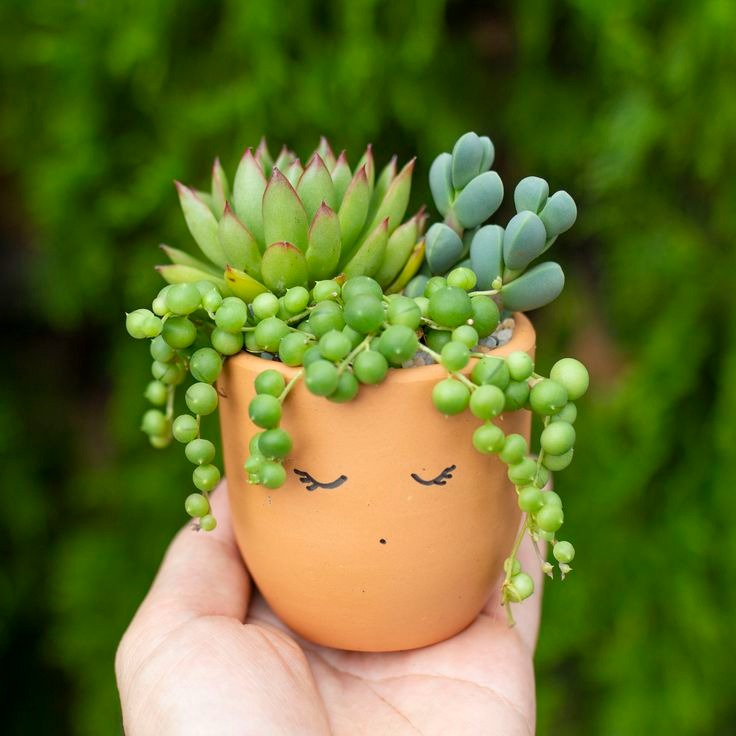 Combo (Bare Rooted) r