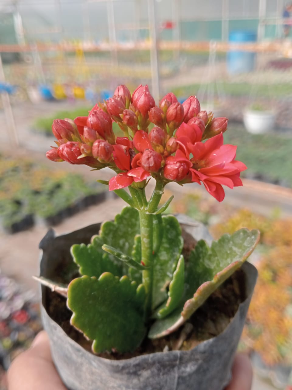 kalanchoe plant succulents Kalanchoe Red (Bare Rooted) – Kumaun Plants