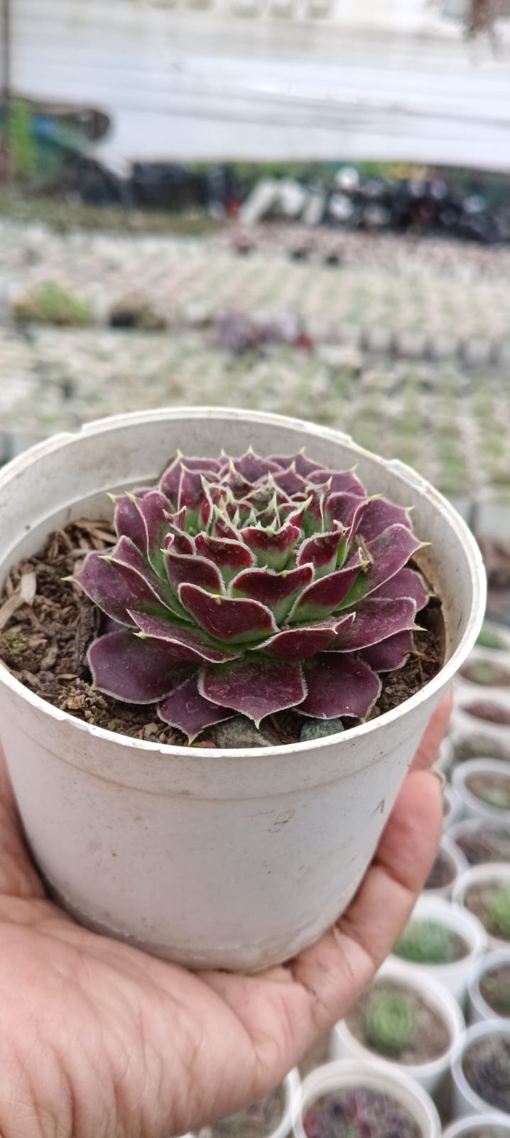 Purple Sempervivum Tectorum (With Soil, Plant & Pot)