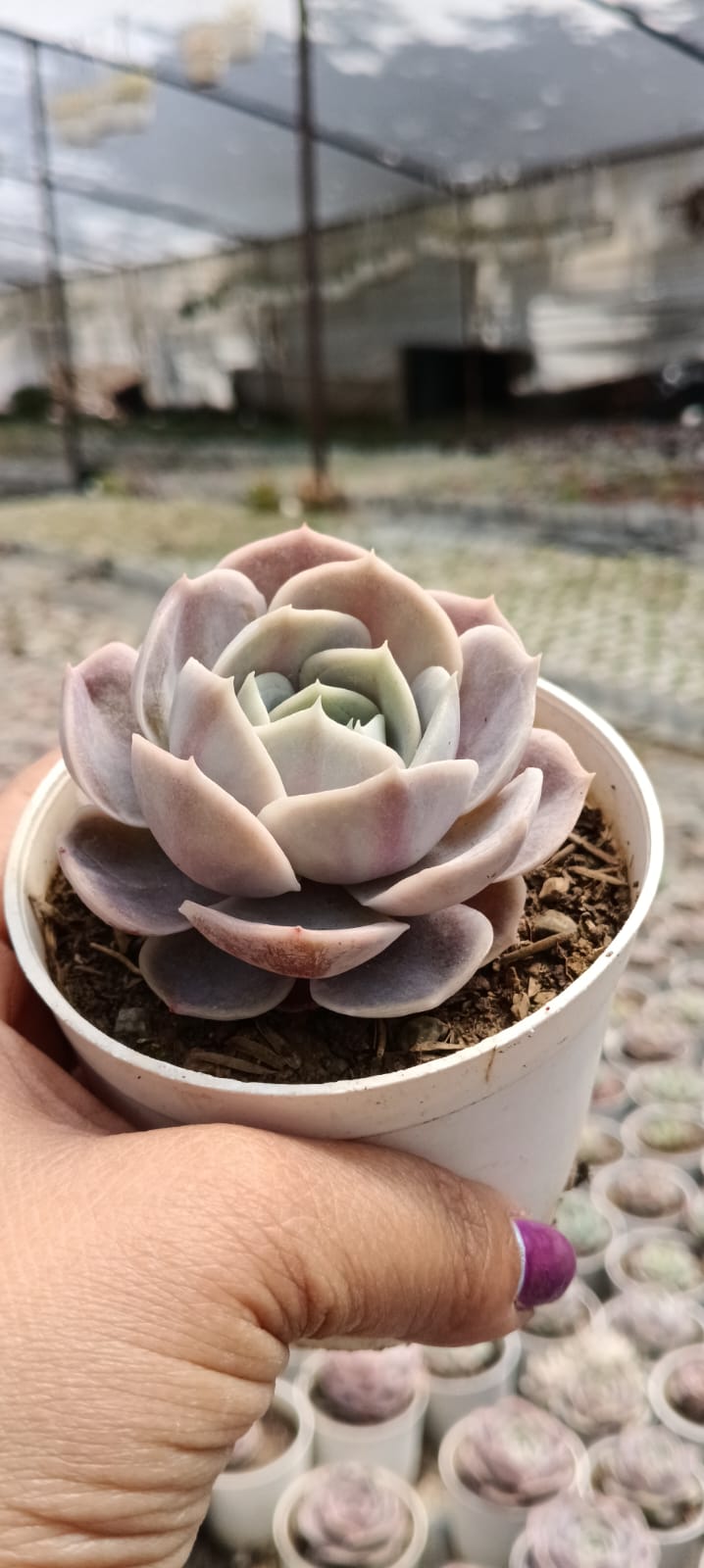 Echeveria Lola Red KP (Bare Rooted)