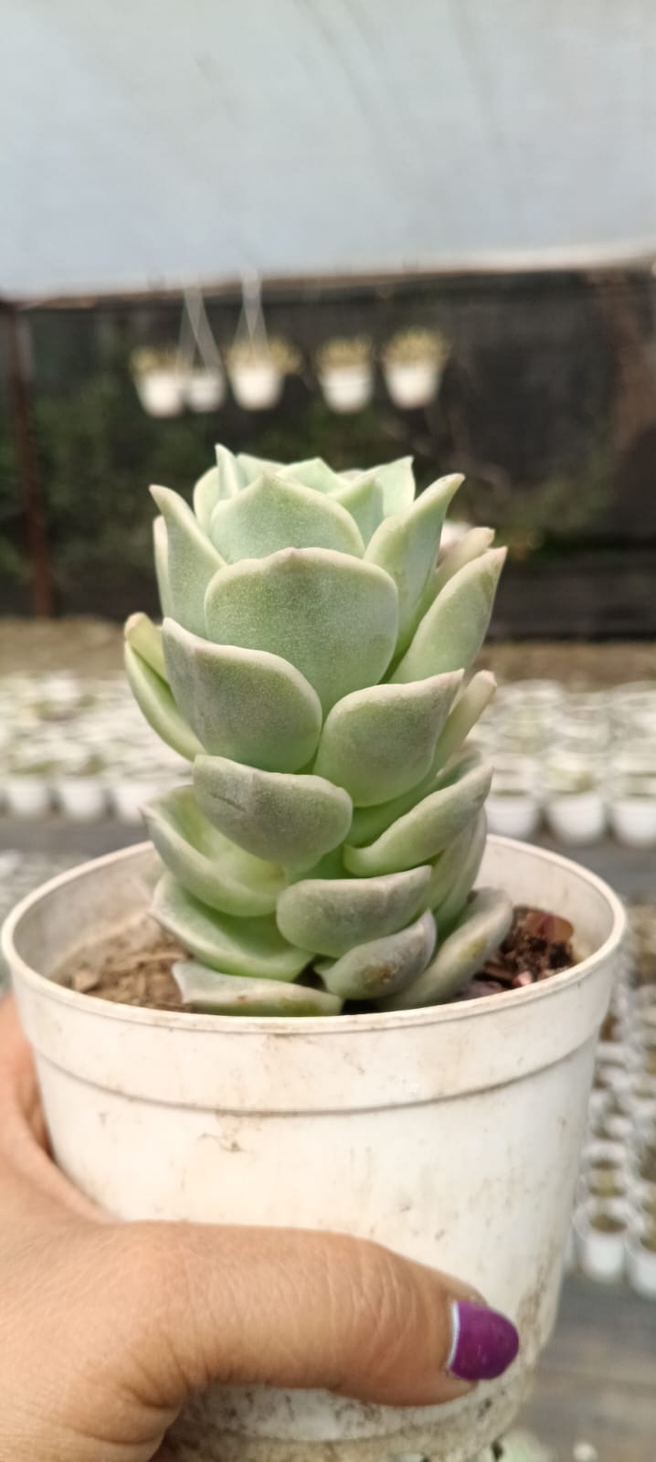 Lovely Rose 7-8 inches (Bare Rooted)