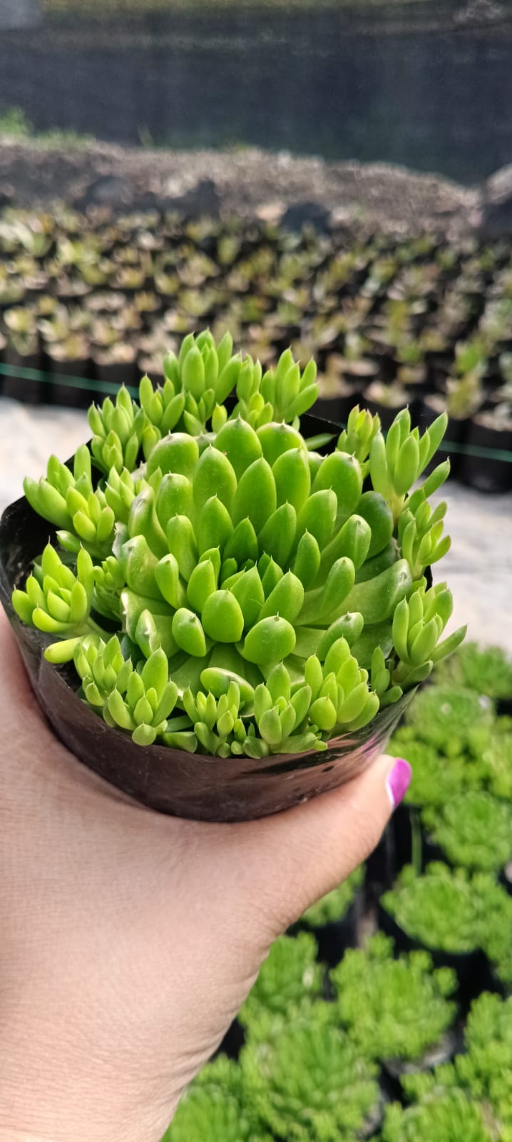 Orostachys Japonica (Bare Rooted)