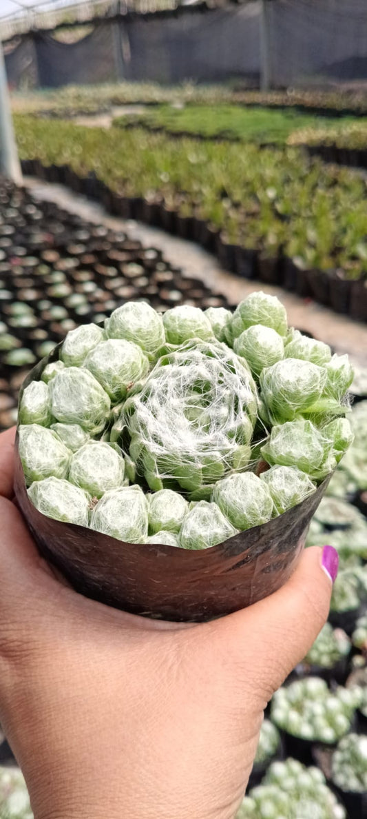 Cobweb with Chicks (With Soil, Plant & Pot)