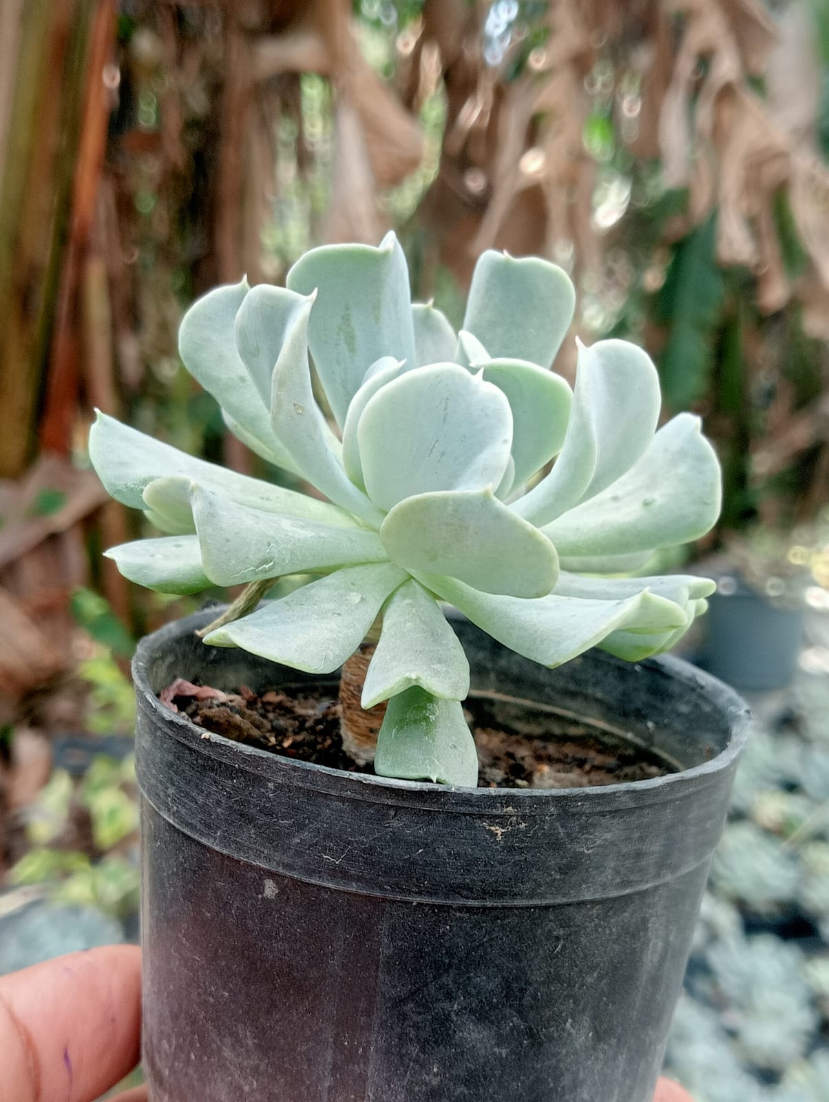 Frill crest (Bare Rooted)