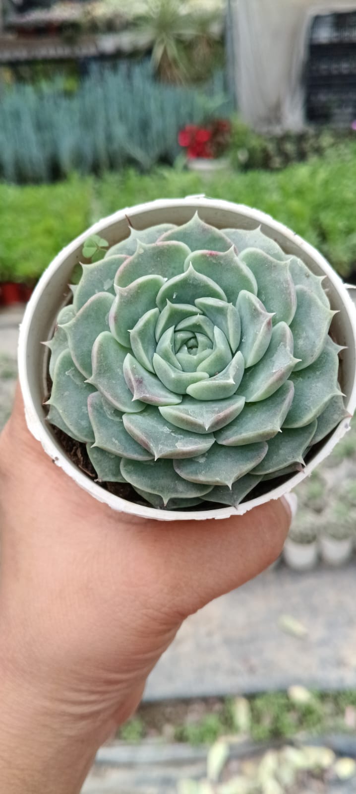 Echeveria Hyalina (Bare Rooted)