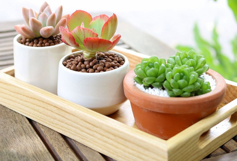 Combo (Bare Rooted) v