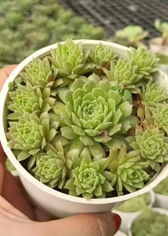 laxmi kamal succulent Laxmi Kamal with Tiny Pups (With Soil, Plant & Pot) – Kumaun Plants