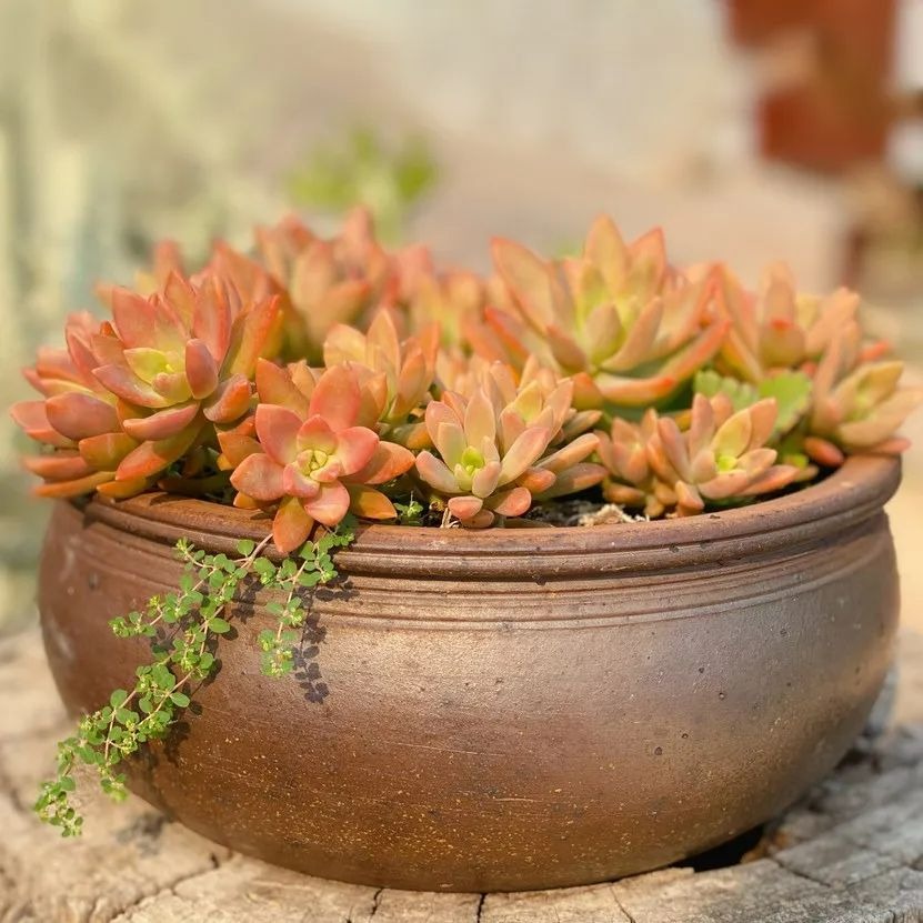 Sunset - 15Pcs (Bare Rooted)