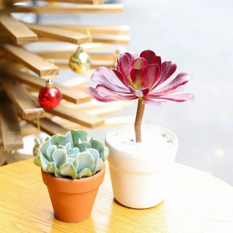 Combo (Bare Rooted) BB