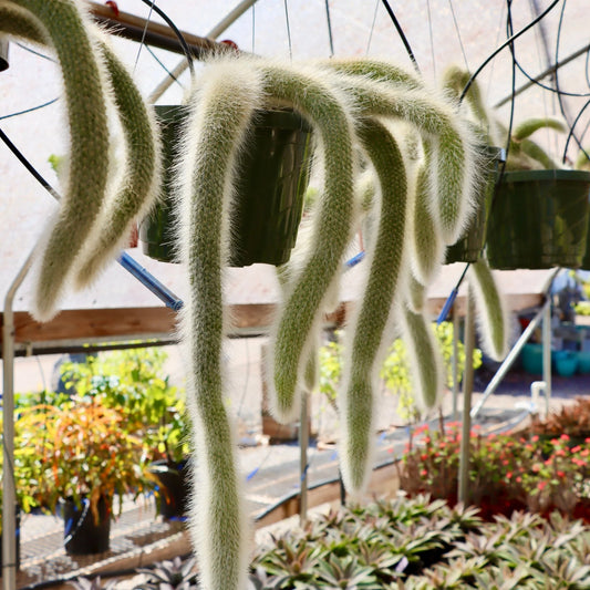 Monkey Tail (With Soil, Plant & Pot)