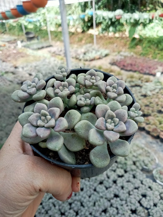 Graptopetalum Mendozae (With Soil, Plant & Pot)