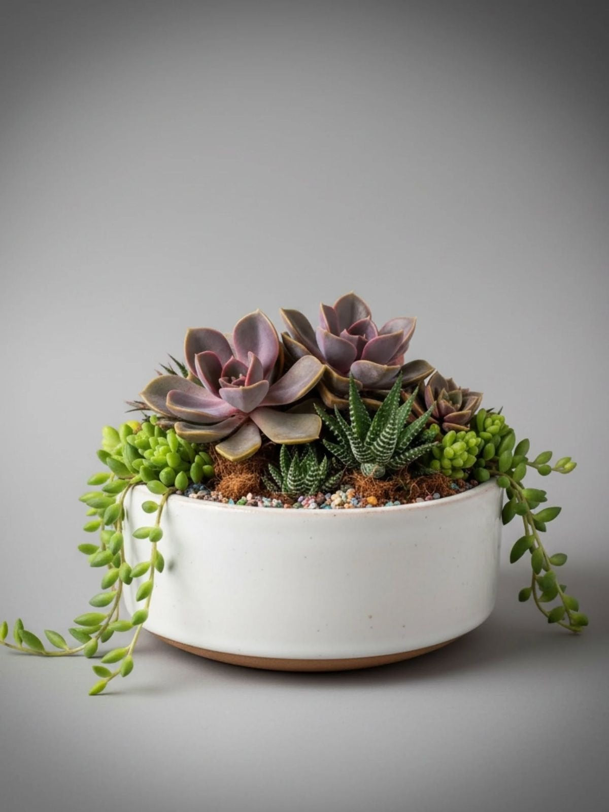 Combo (Bare Rooted) EE