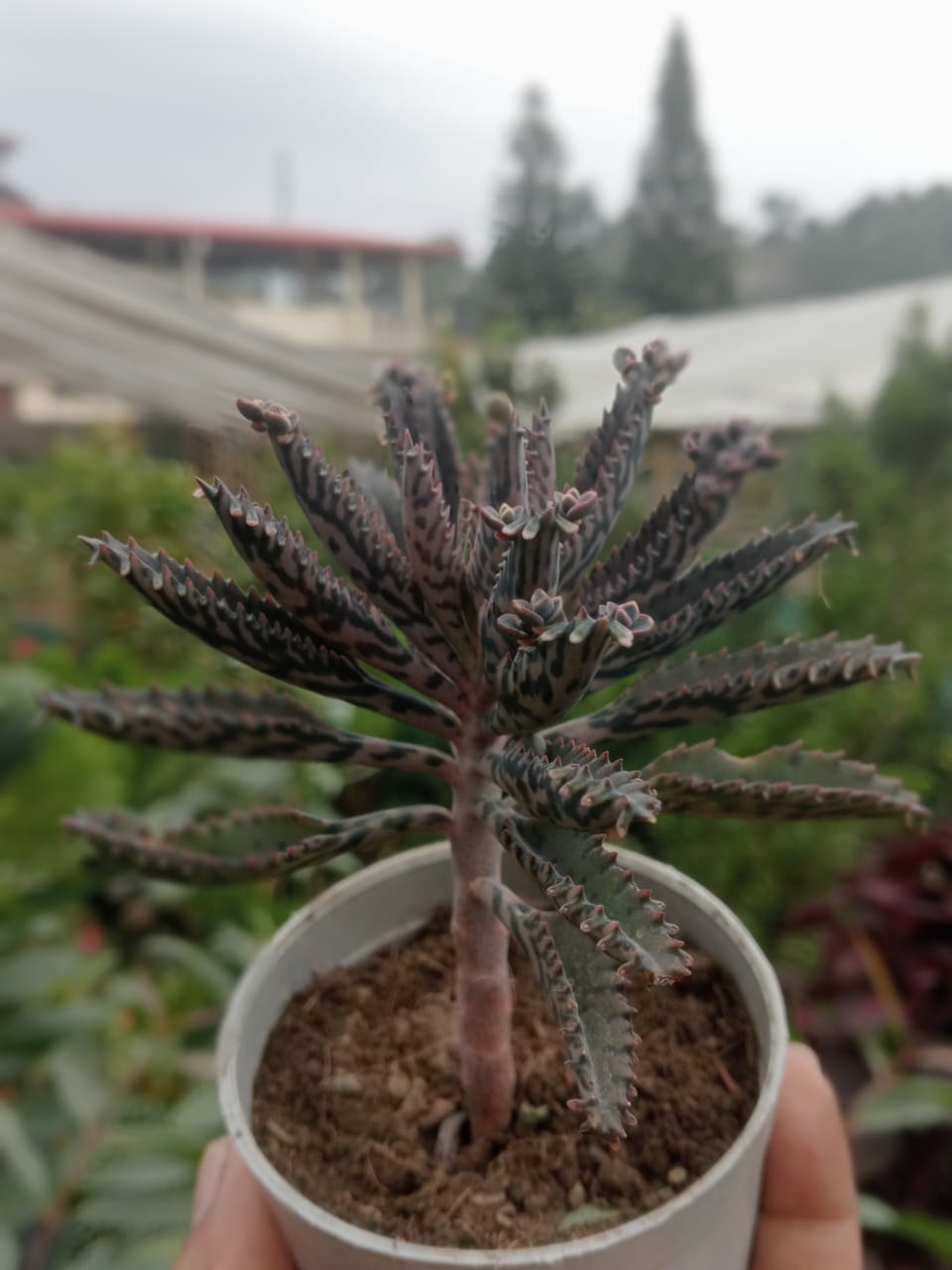 Mother Of Millions (Bare Rooted)