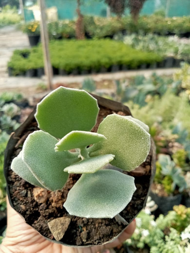 kalanchoe millotii succulent Kalanchoe Millotii (With Soil, Plant & Pot) – Kumaun Plants