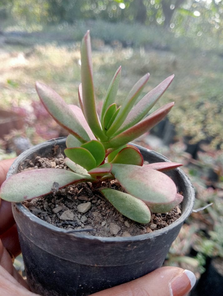 jade plant shade Jade Red Shade (With Soil, Plant & Pot) – Kumaun Plants