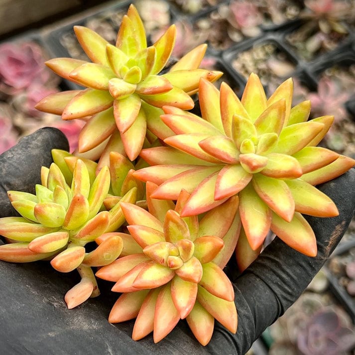 Sedum Nussbaumerianum 2 (With Soil, Plant & Pot)