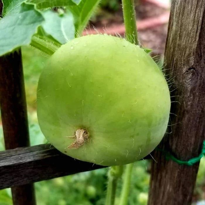 Apple Gourd (Hybrid Seeds)