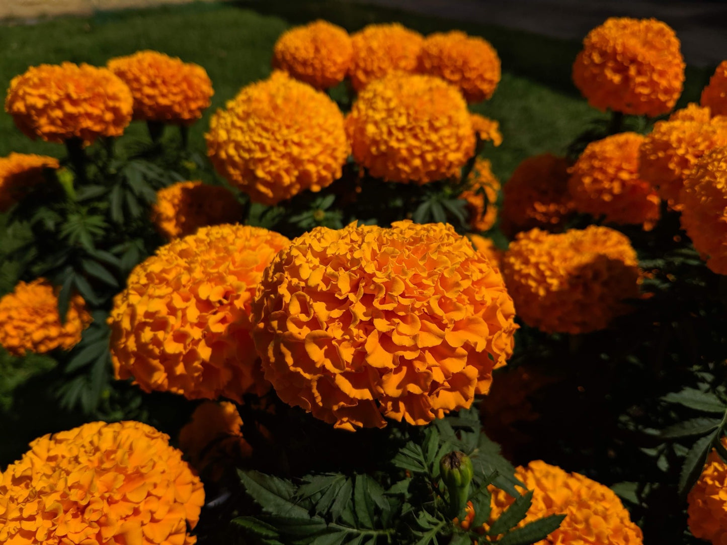 Marigold Flowering (Hybrid Seeds)
